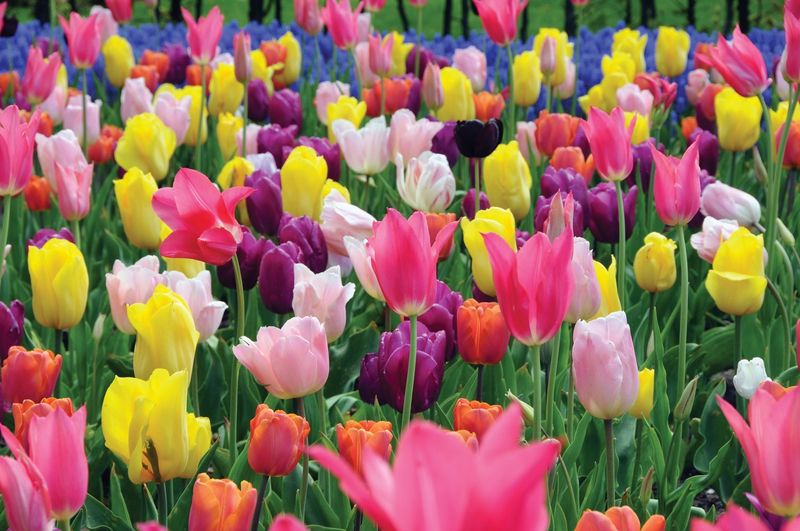 Mixed Tulips