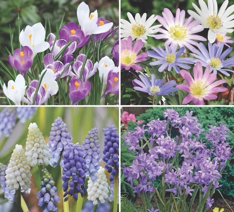 Super Spring Collection
