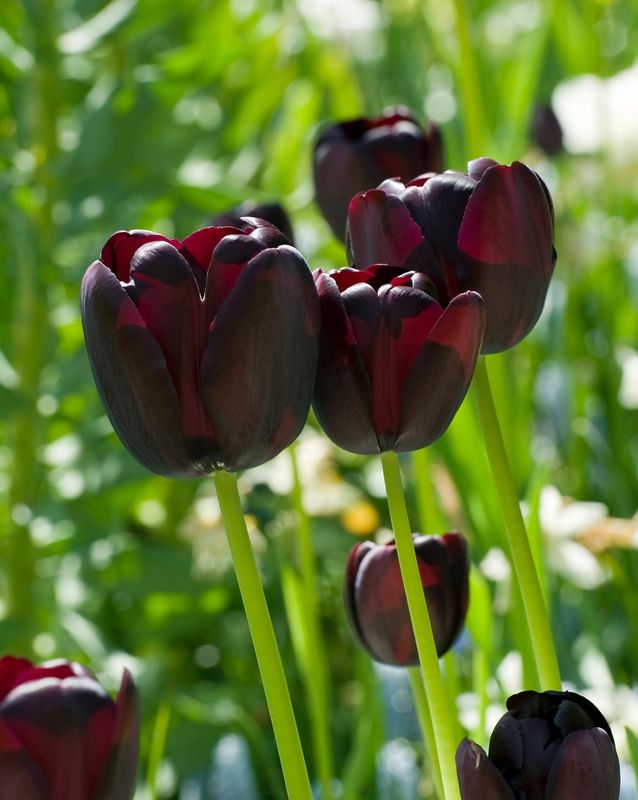 Tulips, Queen of Night
