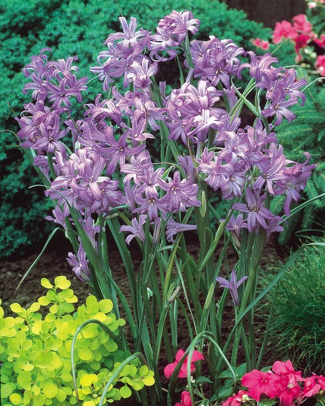 Sky Blue Lilies