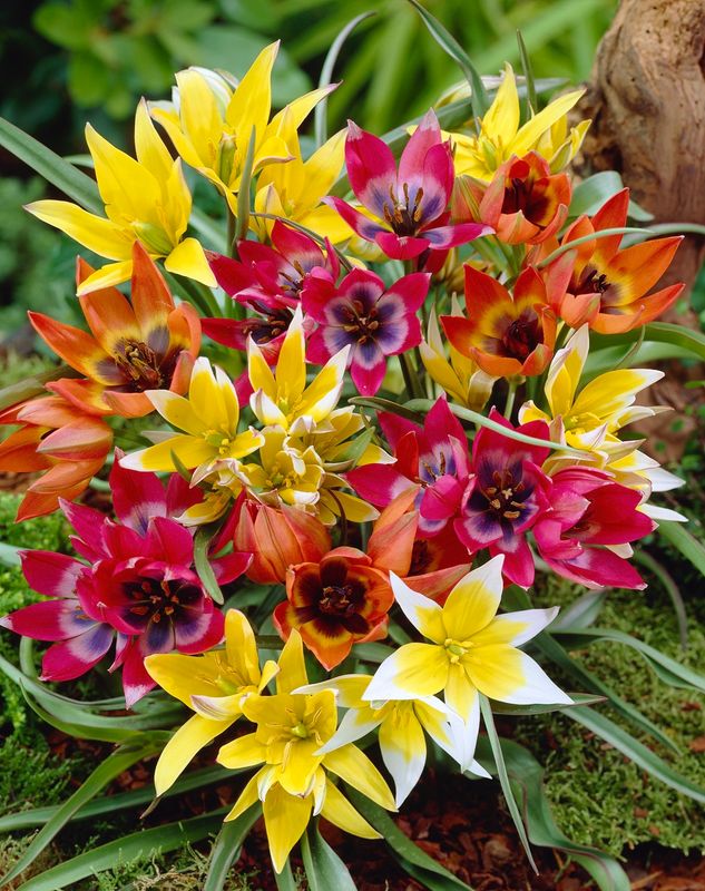 Tulips, Ground Cover Mix