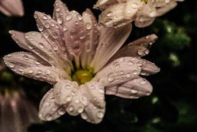 Serenity in Bloom