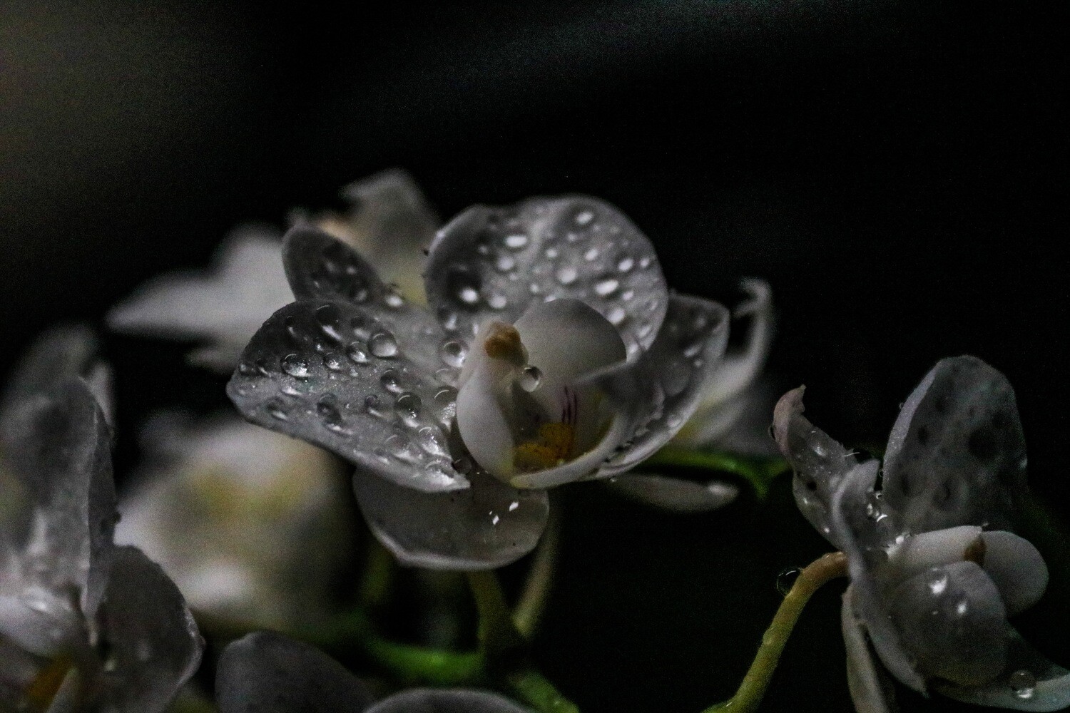 Captivating Canopy