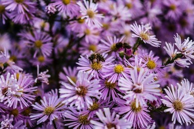 Nature&#39;s Kaleidoscope