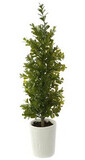 Potted Boxwood Topiary 21&quot;