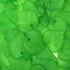 Acrylic Lucite Matte Apple Green Heart Shaped Leaves