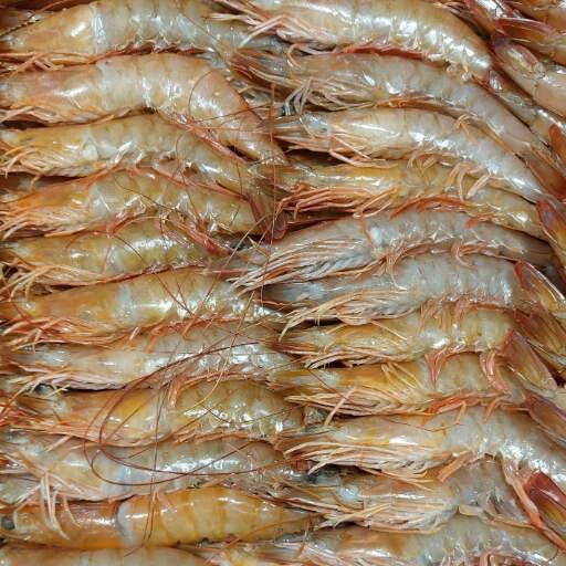 Gamba fresca (origen Huelva) kilo
