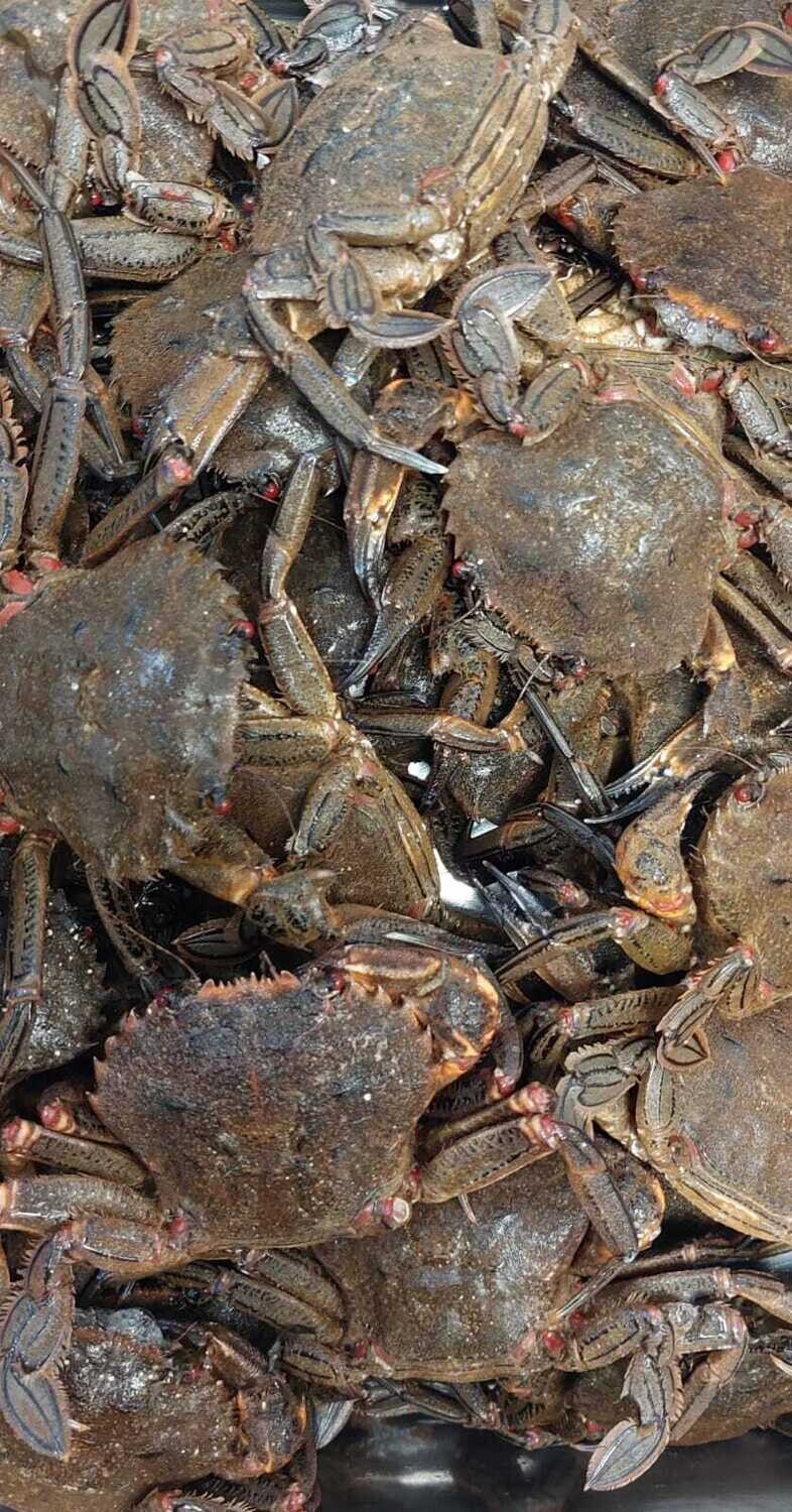 Nécoras de la ría Gallega frescas kilo