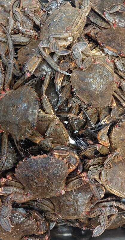Nécoras de la ría Gallega frescas kilo