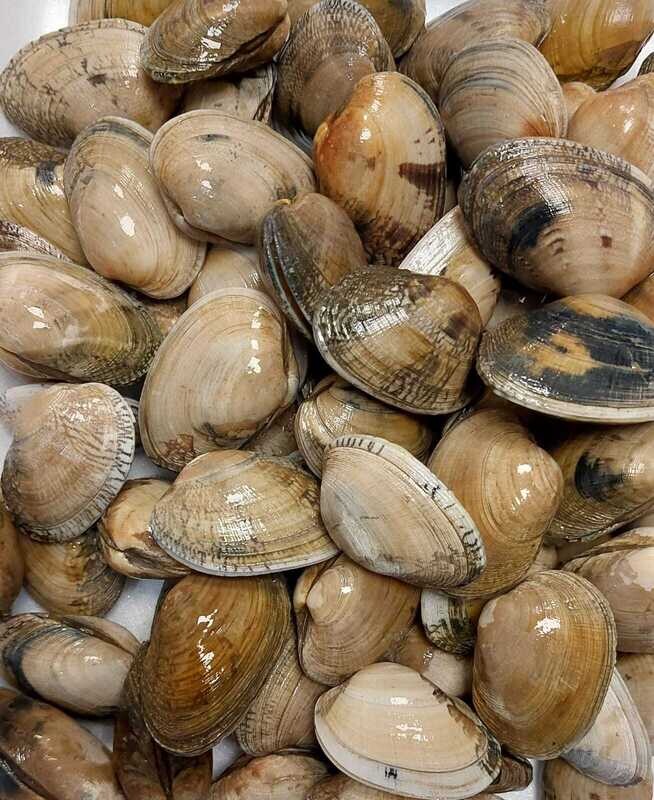 Almeja babosa extra kilo