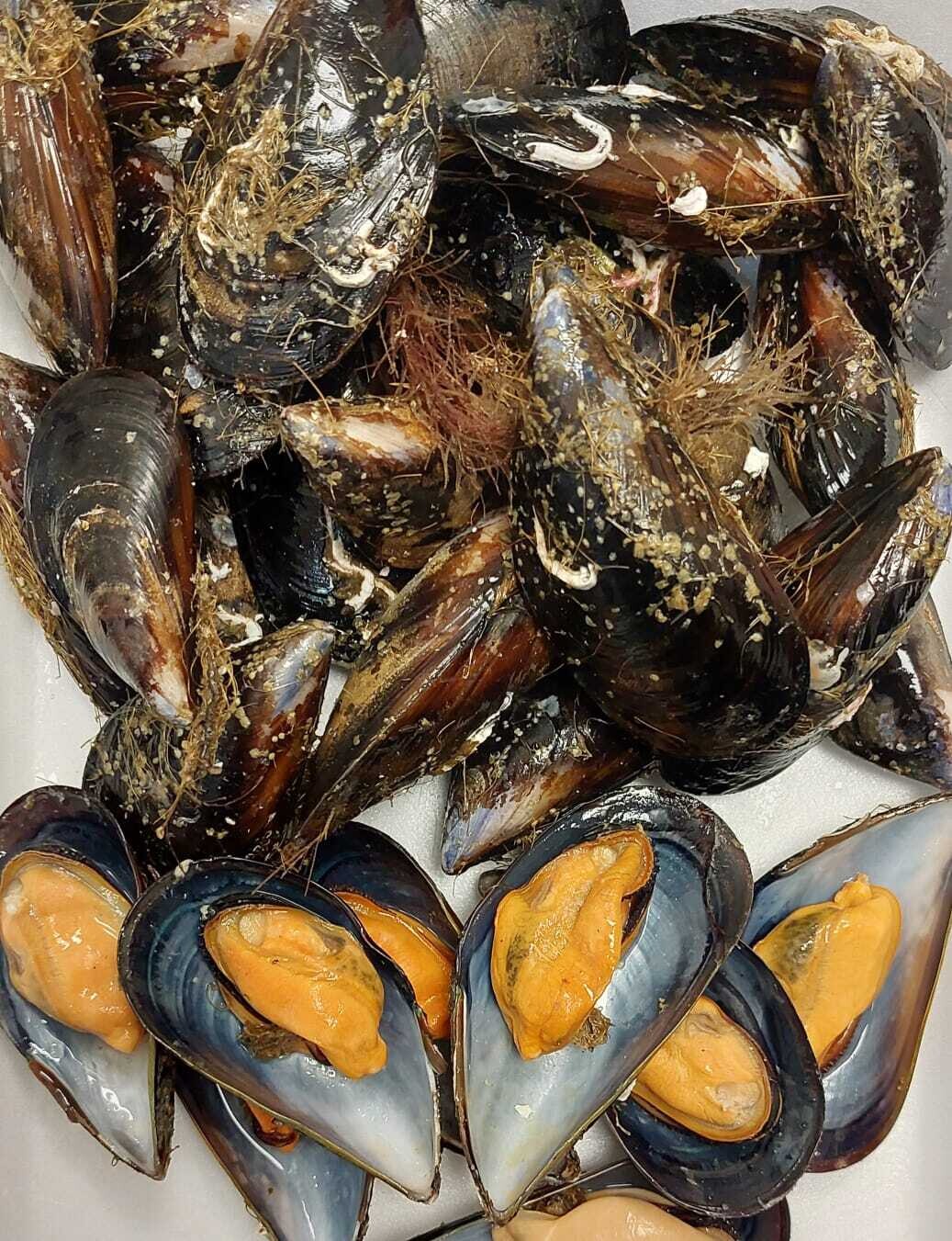 Mejillones Gallegos kilo