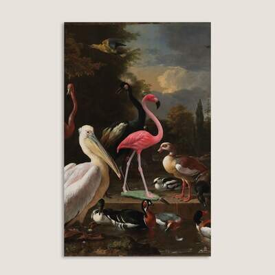Floating Feather | d'Hondecoeter