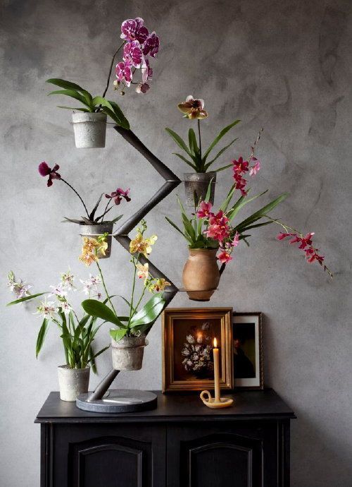 Flowering plant ; Orchid
