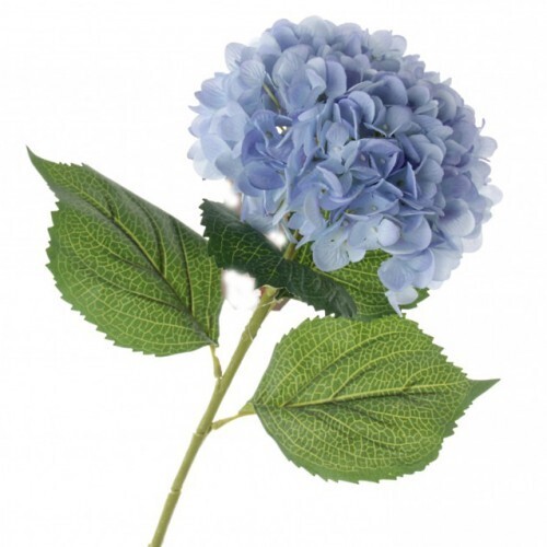 ​Assorted Hydrangea
