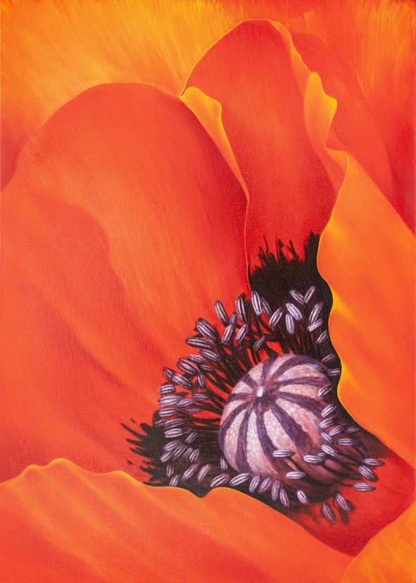 Mohnblüte in leuchtendem Rot