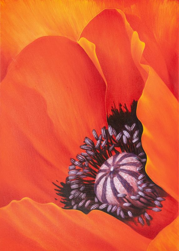 Mohnblüte in leuchtendem Rot