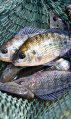 Tilapia