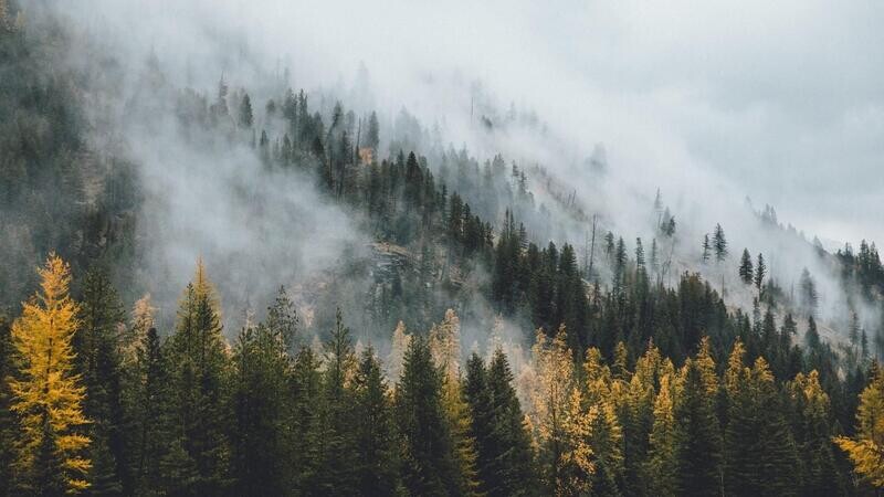 FOREST PINE