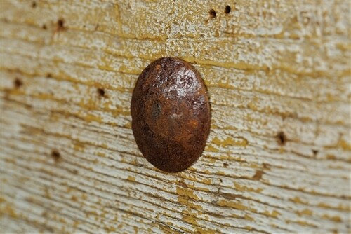 .75 inch (3/4) Iron Hammered Clavos-Clavo-Hardware-(10)