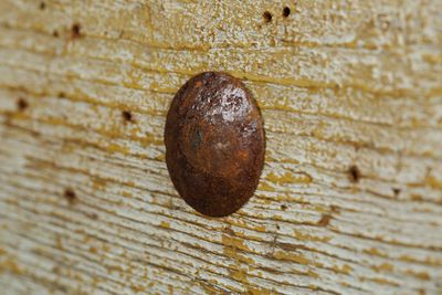 Rustic 3/4 inch Iron Door Hammered Hardware Clavos-Nails-.75 inches-Steel-Spanish-Rustic-Primitive-Clavo-Decorative Nail heads-.75 inches