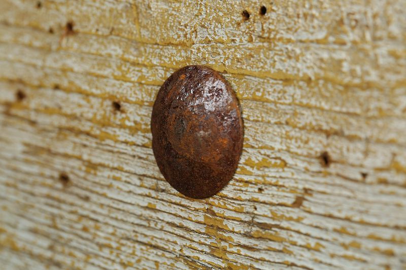 Rustic 3/4 inch Iron Door Hammered Hardware Clavos-Nails-.75 inches-Steel-Spanish-Rustic-Primitive-Clavo-Decorative Nail heads-.75 inches