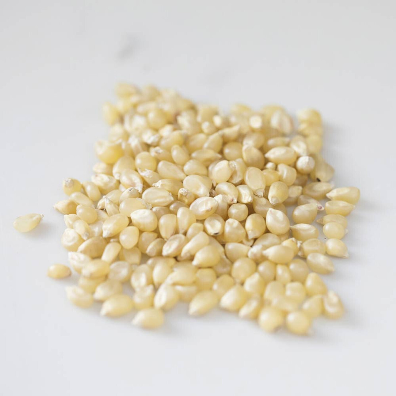 347 Popcorn White Organic - 1 lb. (CC1)