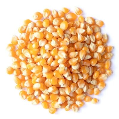 341 Popcorn Yellow Organic - 1 lb. (CC1)