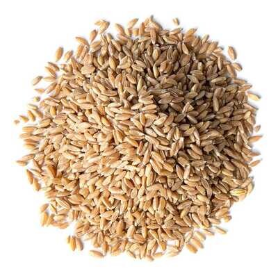 337 Spelt Grain Organic - 1 lb. (FF1)