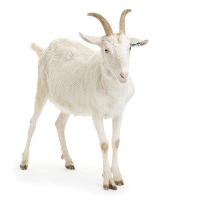Goat