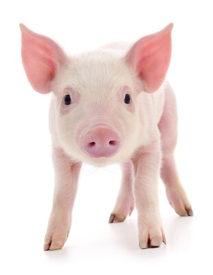 Pig