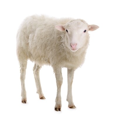 sheep