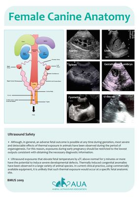 CANINE ANATOMY POSTER