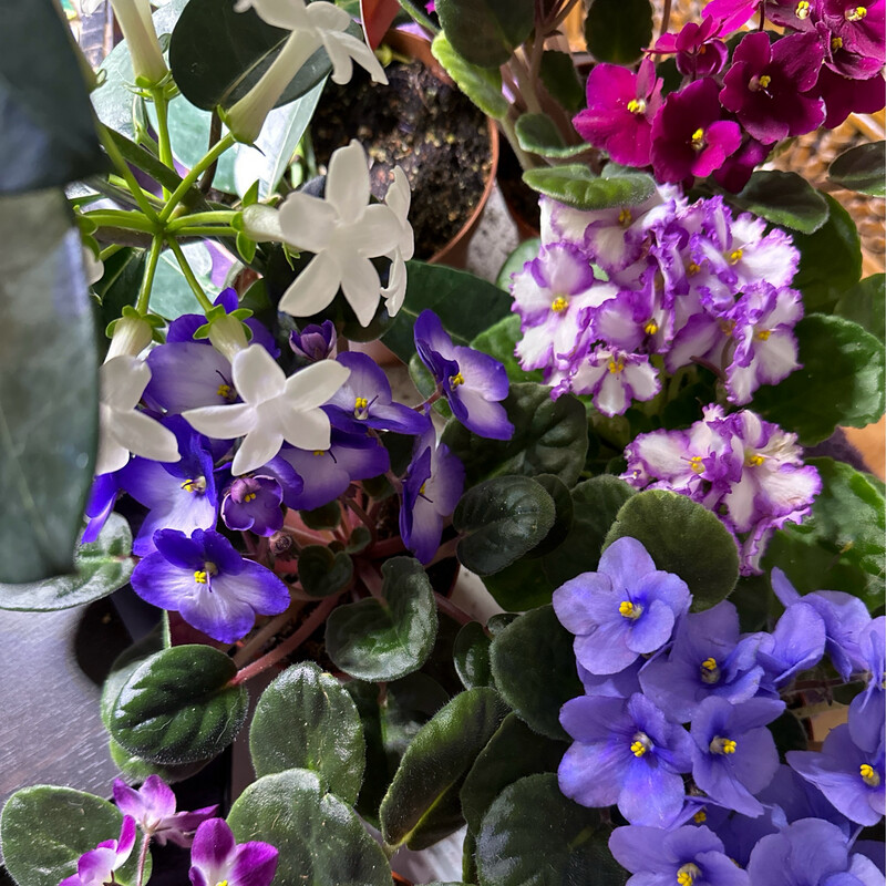 Plants