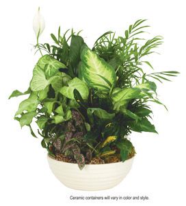 $115 10-Inch Ceramic Dish Garden - Special Order - Allow A Few Days To Arrive