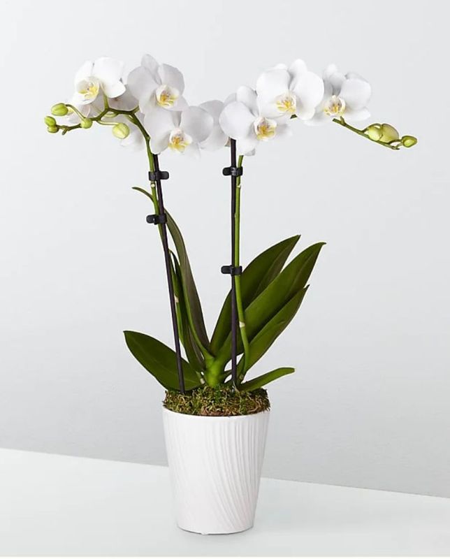 a double-bloom living orchid plant in a white ceramic container