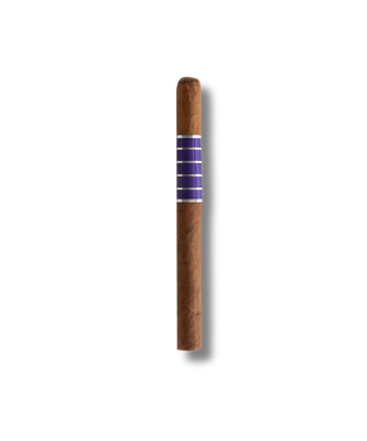 Sans Pareil Purple - Carlotta (20)