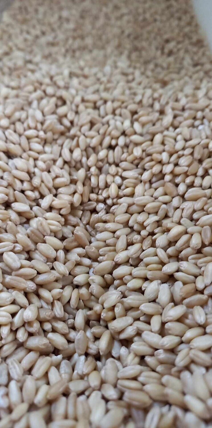 Wheat Grain Organic