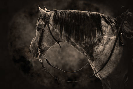 SEPIA TONED RANCH HORSE PHOTO 16&quot;x 20&quot;