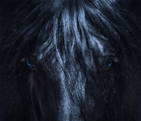 FRIESIAN BLUE 16&quot; x 20&quot; PRINT