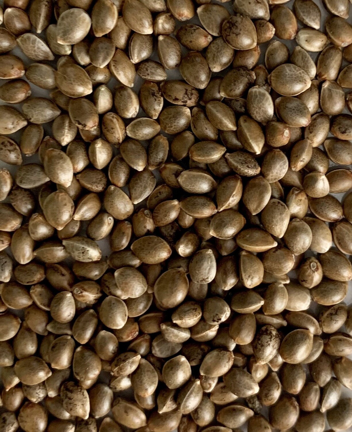 Zkittlez Autoflower Seeds 8 Pack