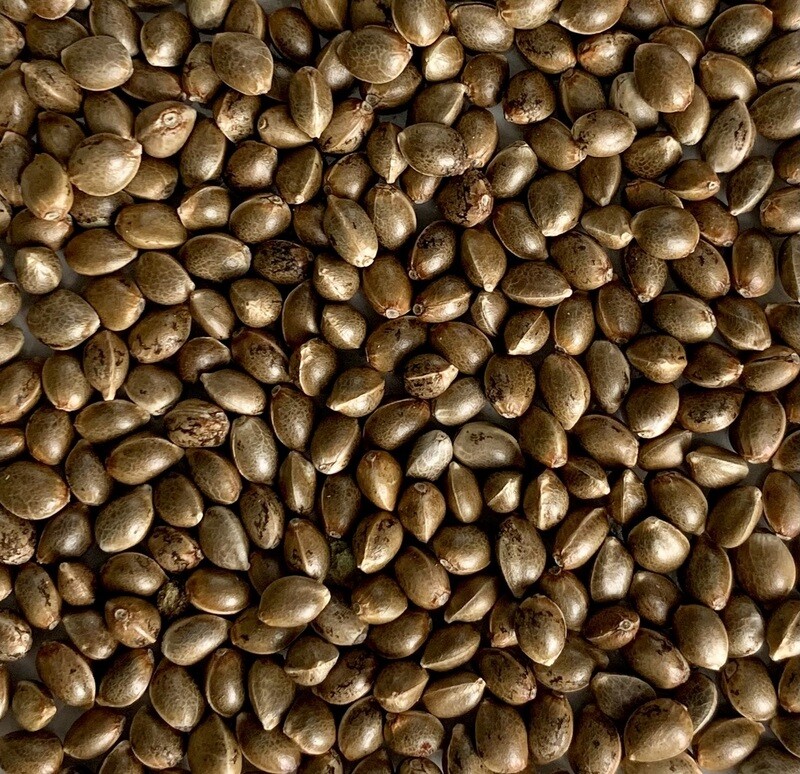 AutoWhite Widow Autoflower Seeds 8 Pack