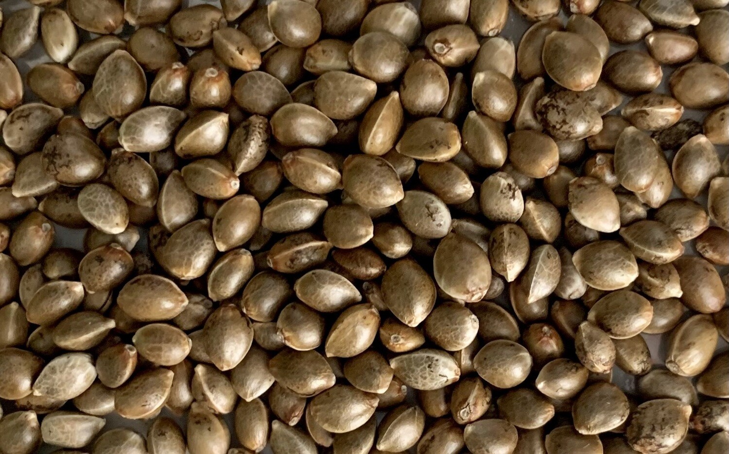 Wedding Cake Autoflower Seeds 8 Pack
