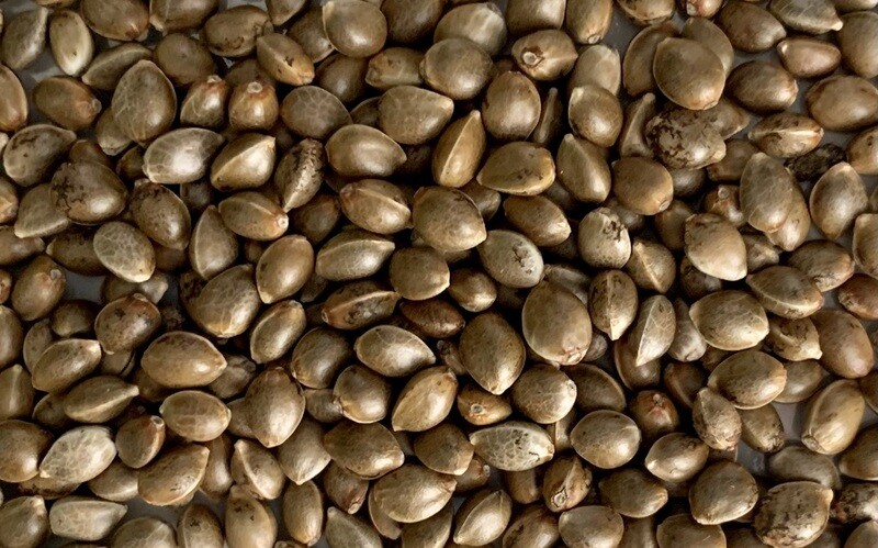 Wedding Cake Autoflower Seeds 8 Pack