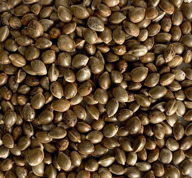 Amnesia Haze Autoflower Seeds 8 Pack