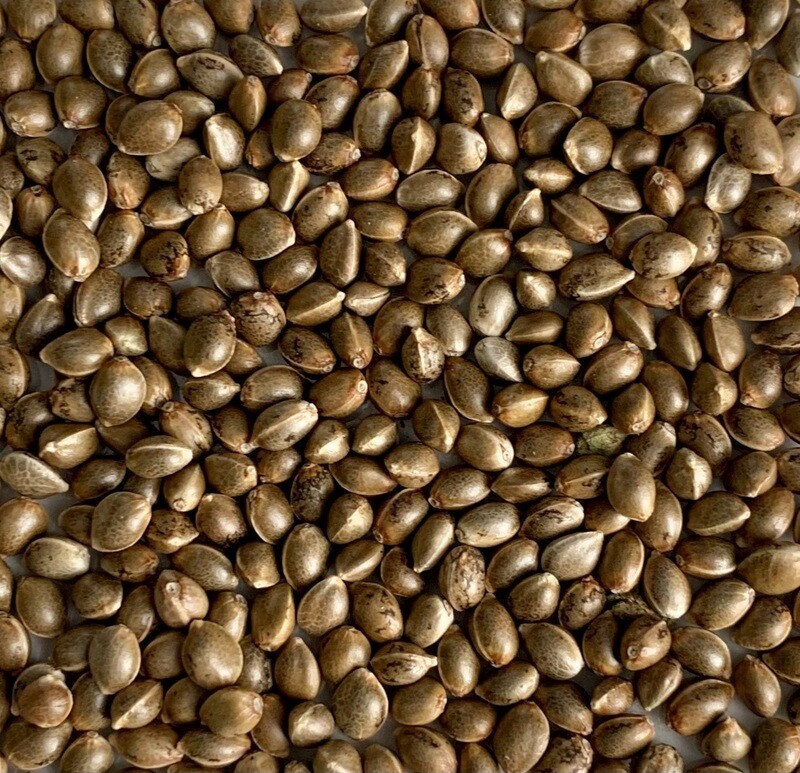 Sour Jealousy Autoflower Seeds 8 Pack