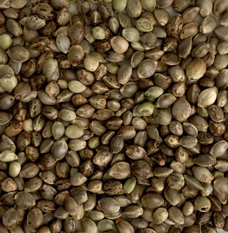Apple Strudel Autoflower seeds 8 Pack