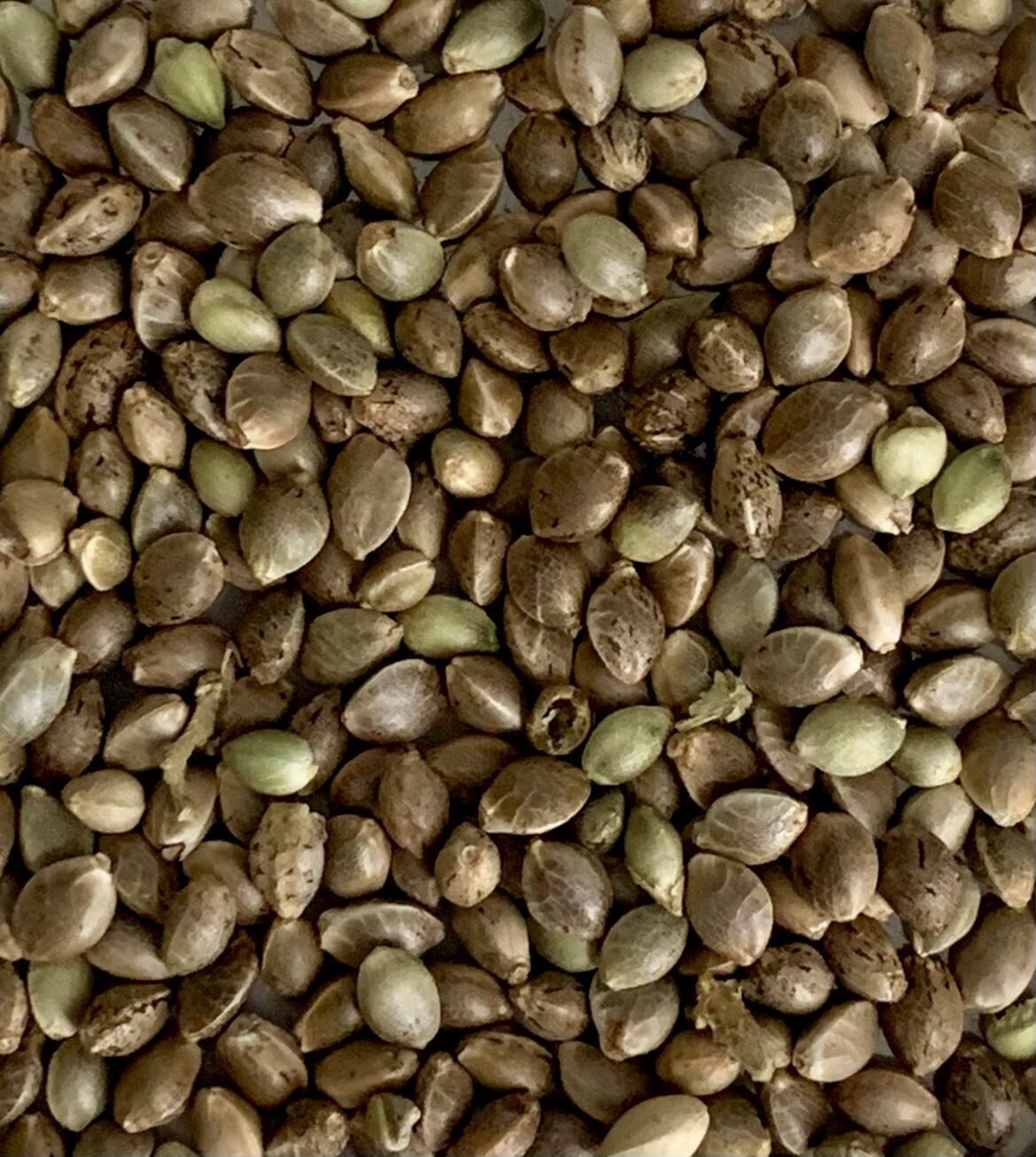 Gorilla Cookies Auto Flower Seeds 8 Pack