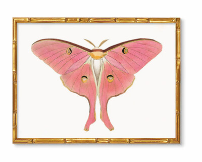Butterly Print in Bamboo Frame