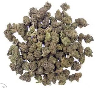 Fleur INDOOR HYDRO - Medium Bud Blue Lobster