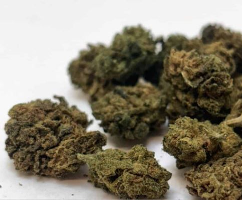 Fleur GREEN HOUSE – Small Buds Moby dick